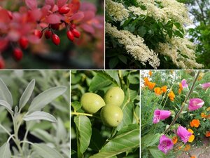 Bild vergr&ouml;&szlig;ern: Heimische Pflanzen